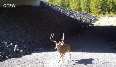 Wildlife crashes drop 80% on Highway 97 south of Bend | Local News