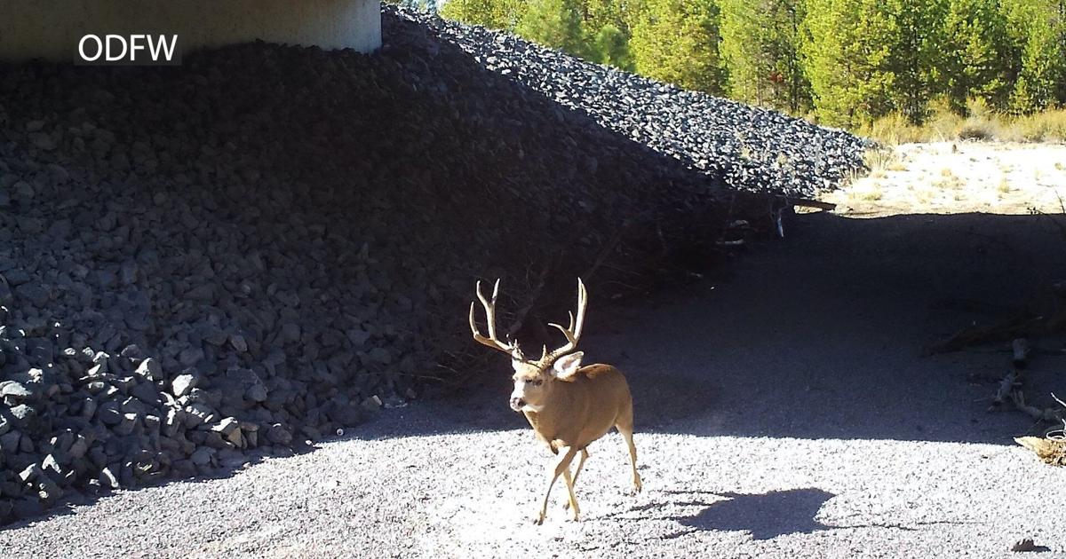Wildlife crashes drop 80% on Highway 97 south of Bend | Local News