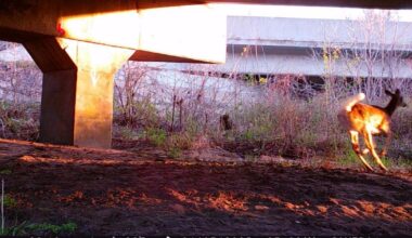 Missouri wildlife crash study could help reduce roadkill | State News