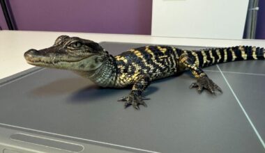 Alligator found inside Indiana apartment now recovering at local sanctuary | Local News