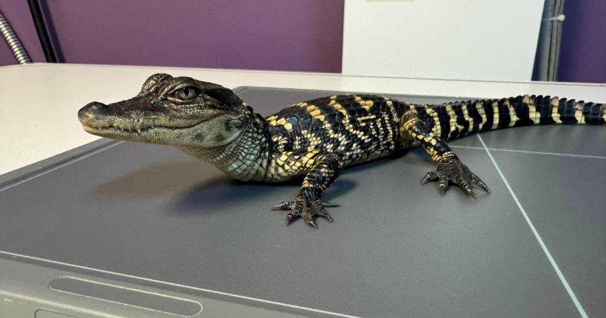 Alligator found inside Indiana apartment now recovering at local sanctuary | Local News