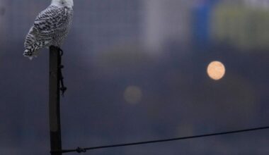 A pair of snowy owls spotted along Lake Michigan beach draws crowds in Chicago | Nation/World News