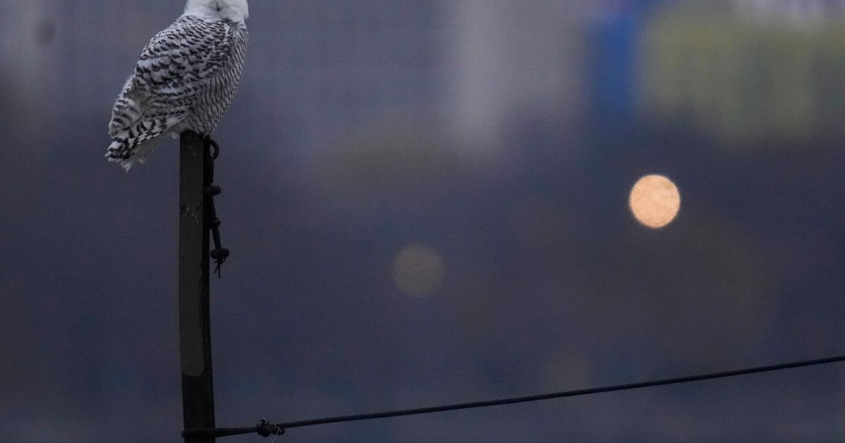 A pair of snowy owls spotted along Lake Michigan beach draws crowds in Chicago | Nation/World News