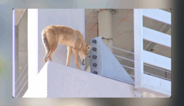 Coyote saves itself from ledge of Luminary Hotel in downtown Fort Myers | Lee County