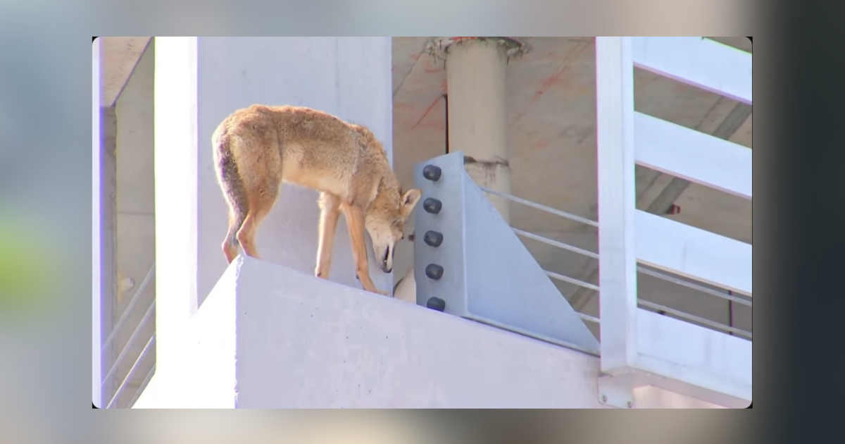 Coyote saves itself from ledge of Luminary Hotel in downtown Fort Myers | Lee County
