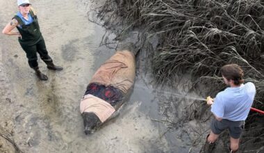 Golfers discover stranded manatee on Bluffton, SC course