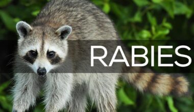 Importance of Awareness on Wildlife Handling to Prevent Rabies | Georgia