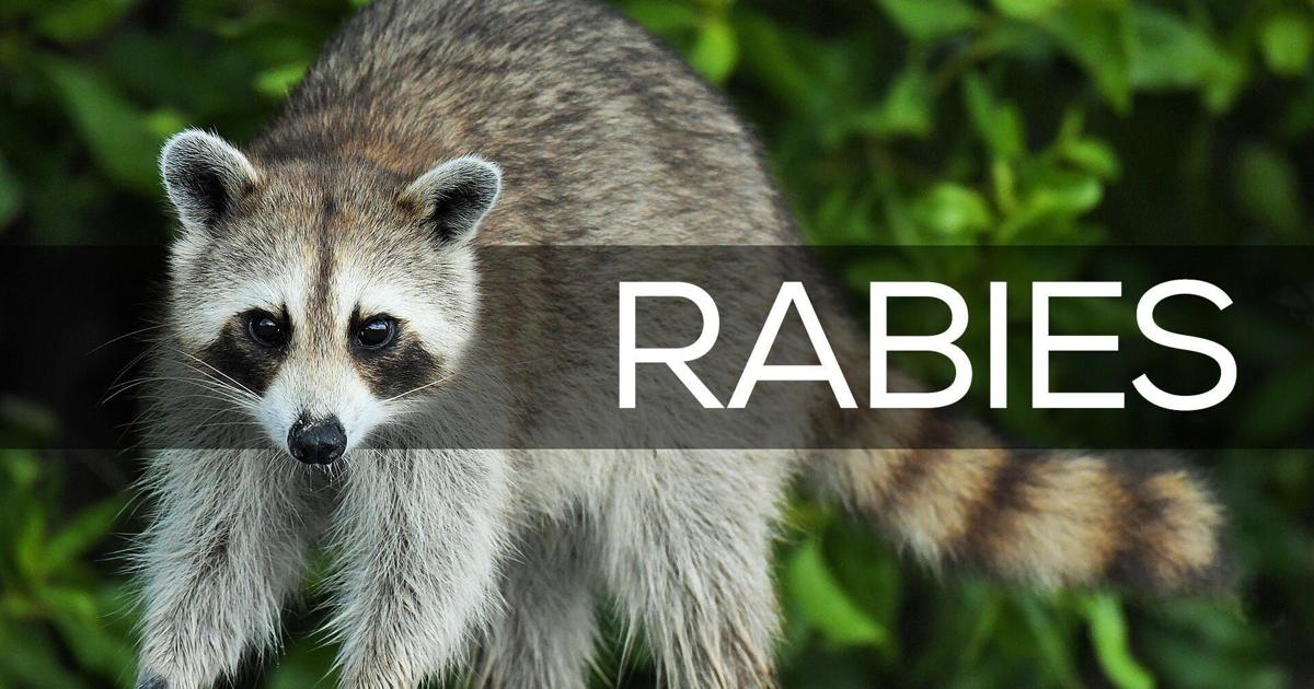 Importance of Awareness on Wildlife Handling to Prevent Rabies | Georgia