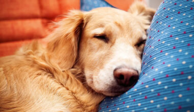 Yahoo lifestyle home