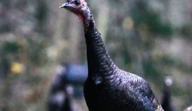 Wild turkeys gathered in a yard last week in East Derry, N.H.