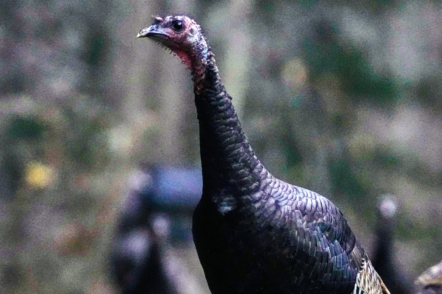 Wild turkeys gathered in a yard last week in East Derry, N.H.