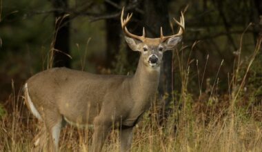 Ohio reduces deer hunting limits in several counties for 2025-26 season