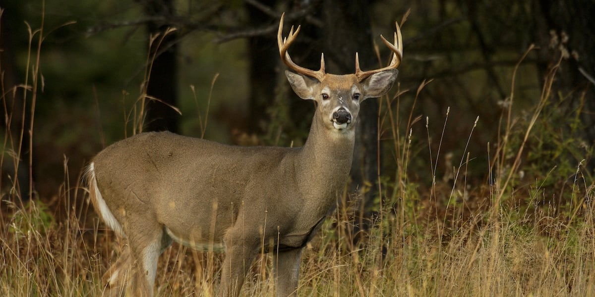 Ohio reduces deer hunting limits in several counties for 2025-26 season