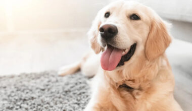 Yahoo lifestyle home