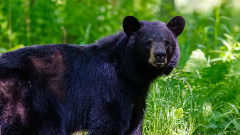 Wild American black bear (ursus americanus) standing alert in a lush green forest during daylight. A close-up view of the animal in its natural habitat, surrounded by vibrant foliage during spring.