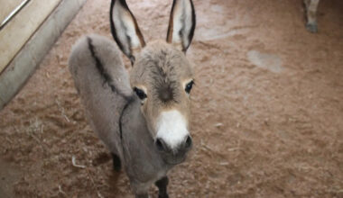 Yahoo lifestyle home