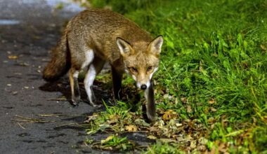 Foxes blamed after more than 40 electric cars have brakes damaged in night-time attacks