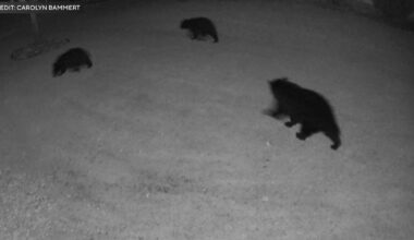 Elk River woman surprised by a family of bears visiting her backyard