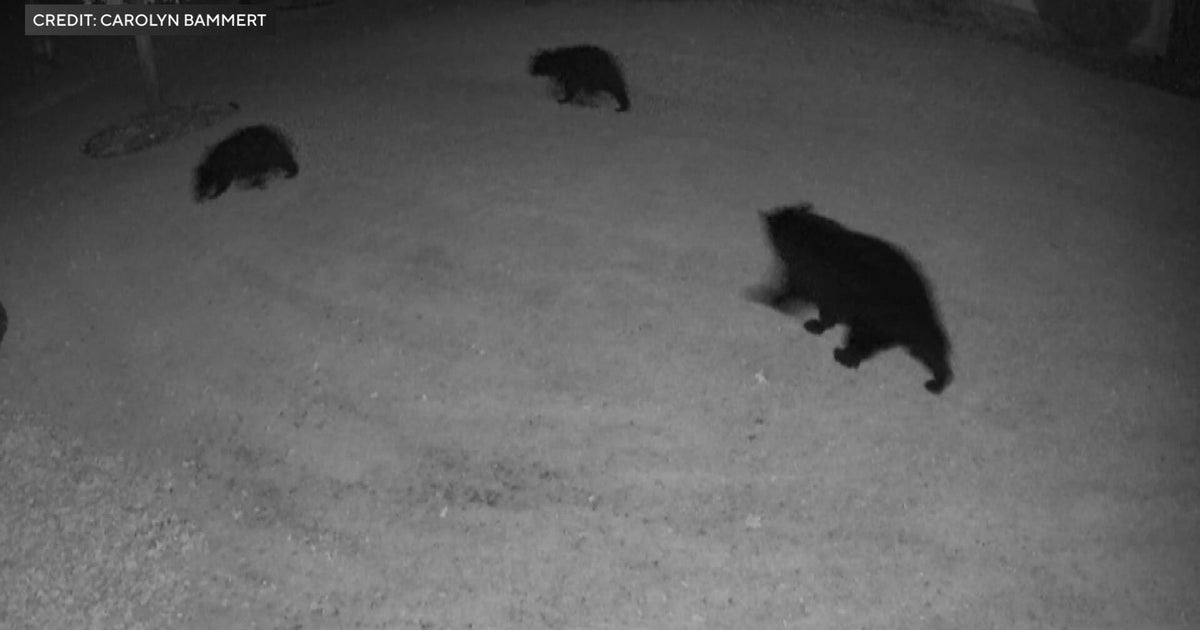 Elk River woman surprised by a family of bears visiting her backyard