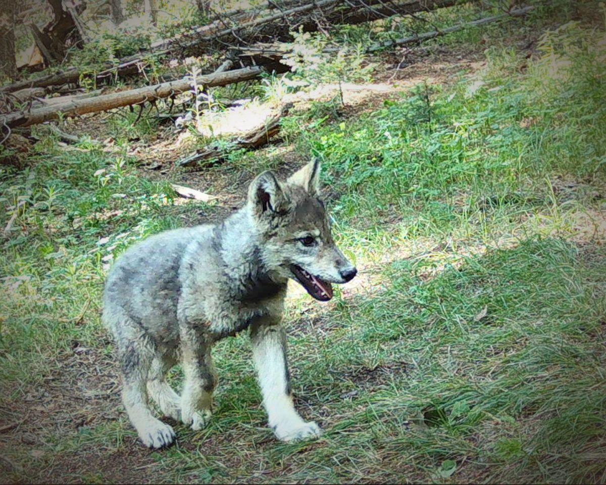 A wolf pup that is light colored with gray and black markings walks in a grassy clearing.