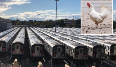 Heartless owner abandons chicken on NYC subway — before being put down