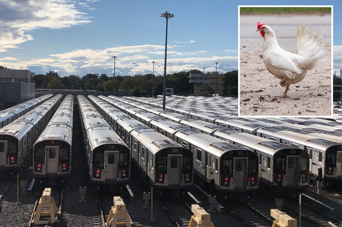 Heartless owner abandons chicken on NYC subway — before being put down