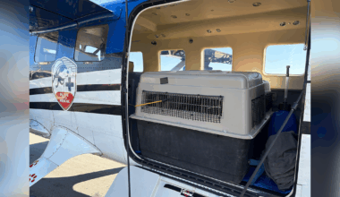 Durham's Museum of Life and Science swaps red wolves with New York to preserve population :: WRAL.com