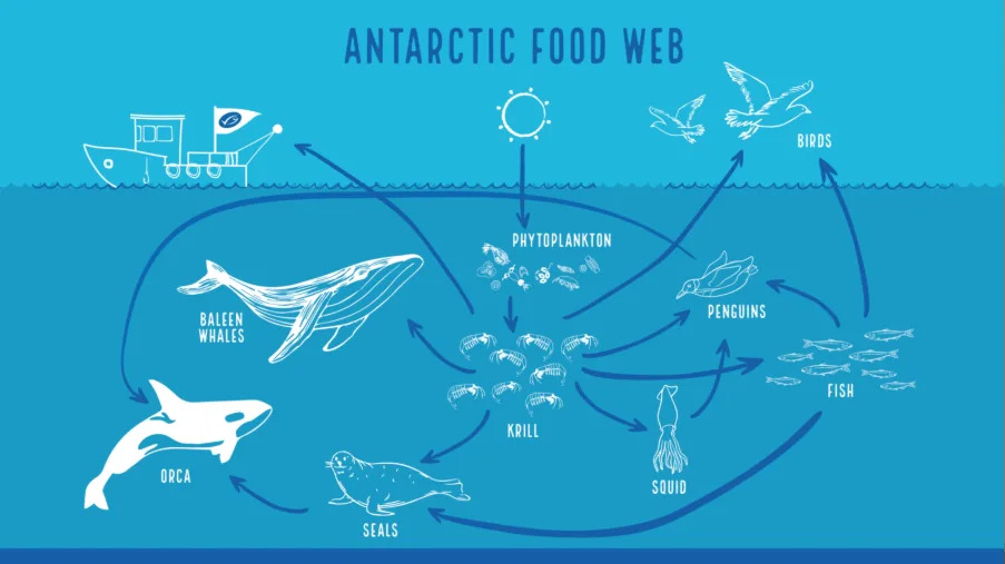 An MSC diagram highlights how krill supports the Antarctic food web, including whales and seals.