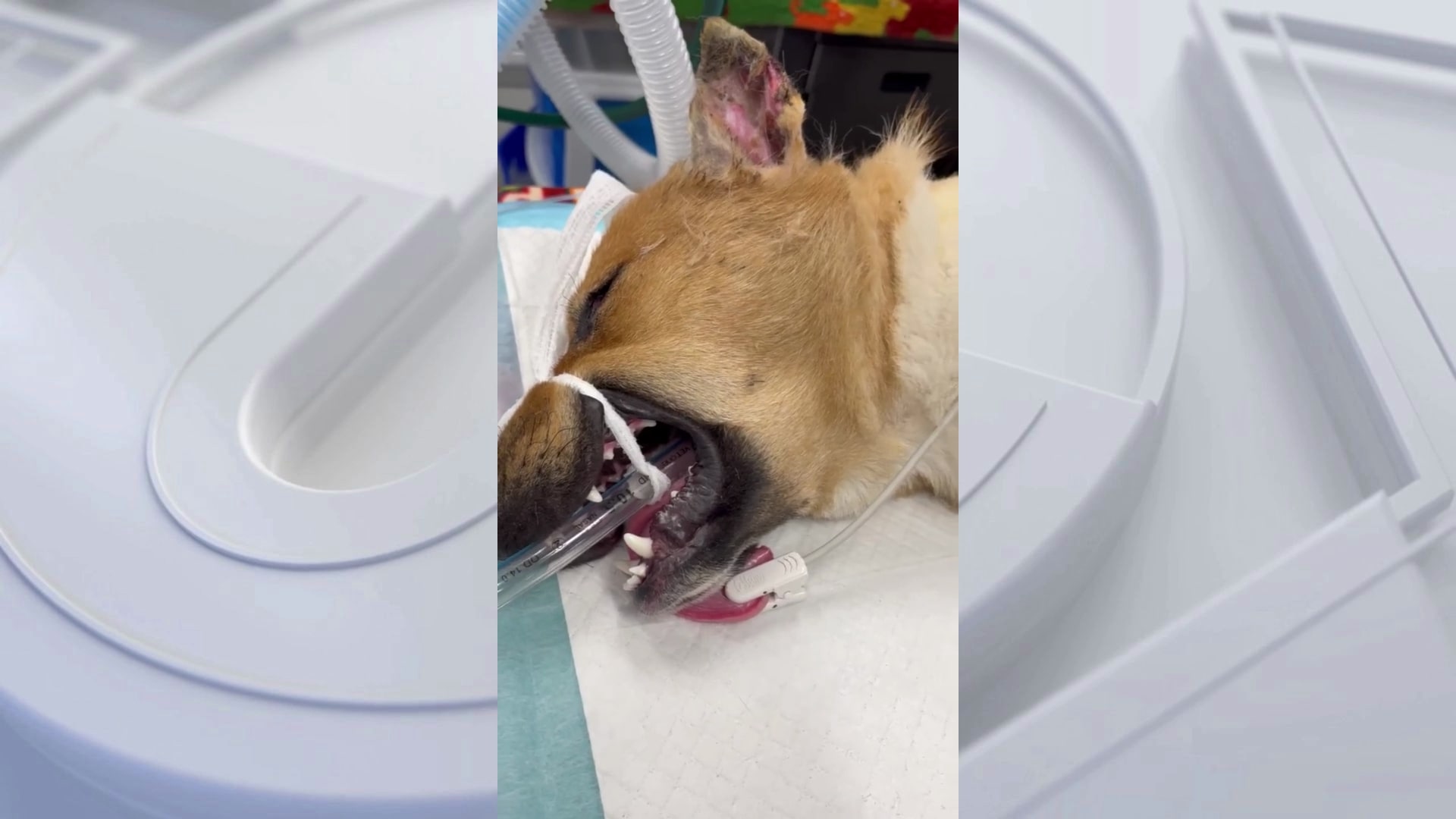 GRAPHIC: Dog found mutilated in Los Angeles