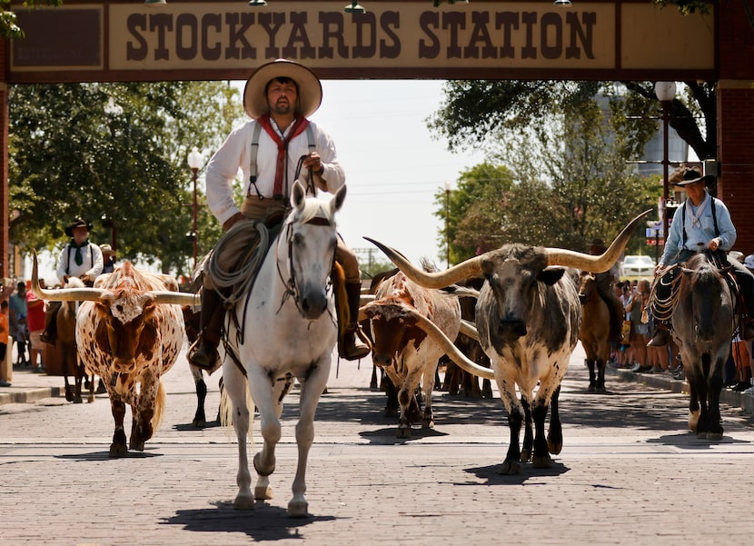 Drover Jose Hernandez led the Fort Worth Herd down Exchange Avenue in the Fort Worth...