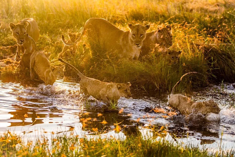 A lion pride play in the grassy bank of a river. Three adults stand by the water. Some cubs are splashing in the water. 