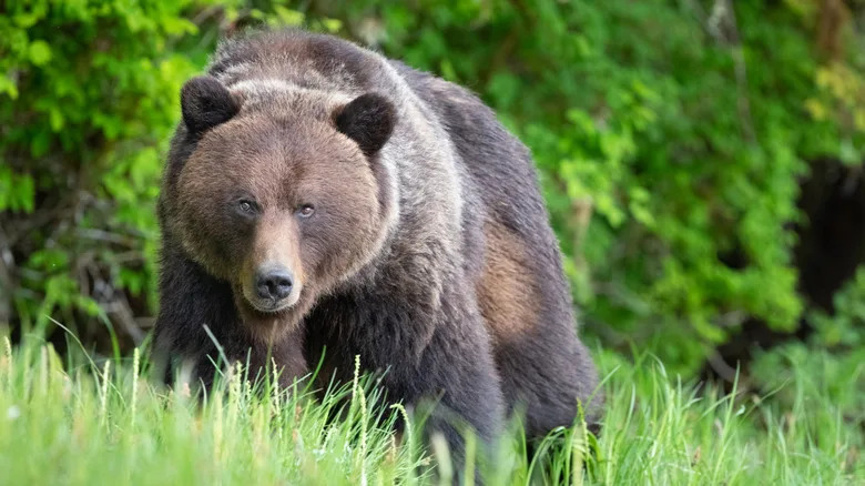Large brown bear standing in grass, staring directly into camera