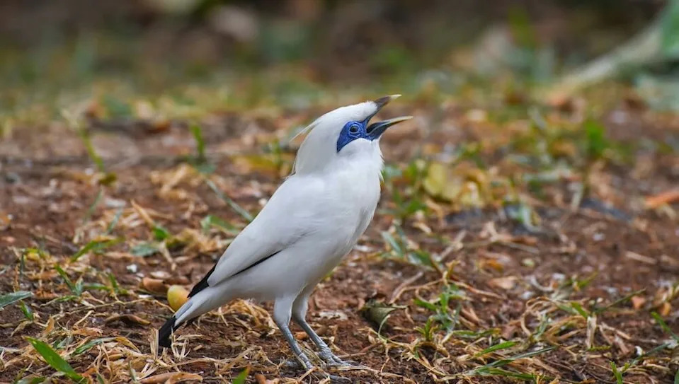 The Bali starling is a victim of its own beauty, with poachers relentlessly targeting the birds for their white feathers.