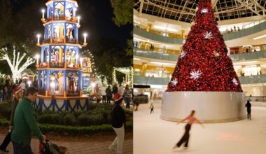 Vote! 2 Dallas trees are up for best Christmas tree in America