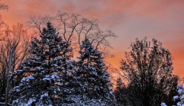Season’s first snowfall coming for Upstate NY: Winter alerts issued