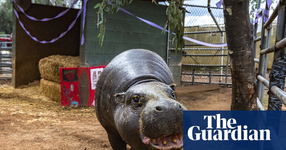 World’s oldest known pygmy hippo turns 52: ‘Anyone who meets her falls in love’ | US news