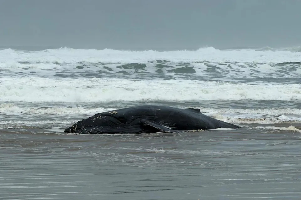 Jacob Colvin The humpback whale beached