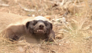 Yahoo lifestyle home