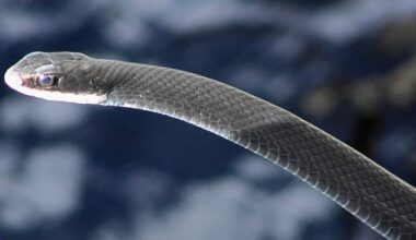 Six species of snakes in Florida can kill but most others are harmless