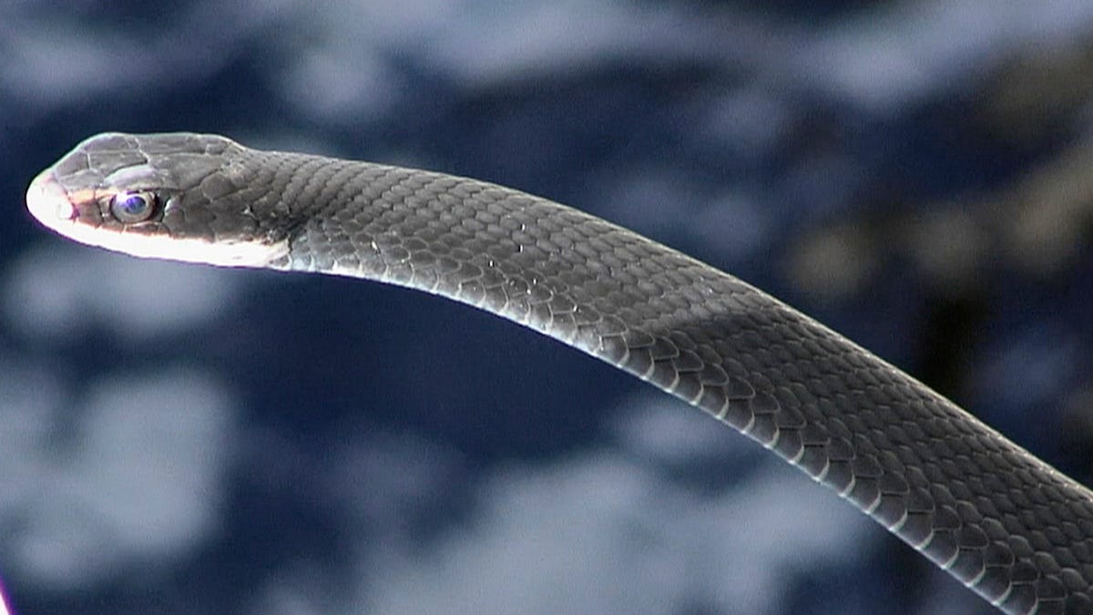 Six species of snakes in Florida can kill but most others are harmless