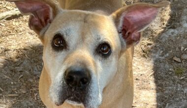 These cats and dogs are yearning to be adopted in Jacksonville area