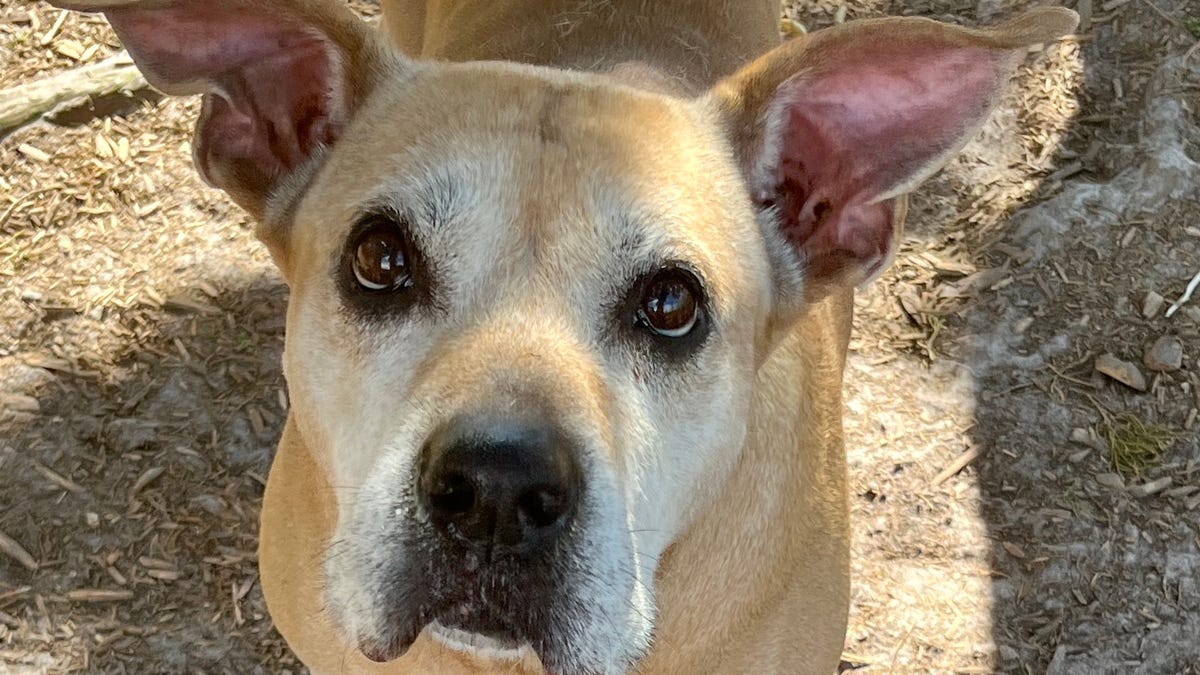 These cats and dogs are yearning to be adopted in Jacksonville area