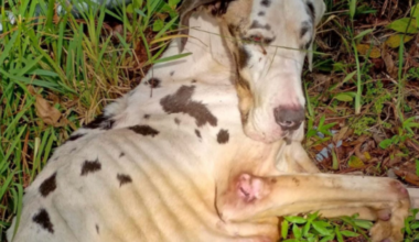 Great Dane left dying along Jacksonville road, Crime Stoppers reward