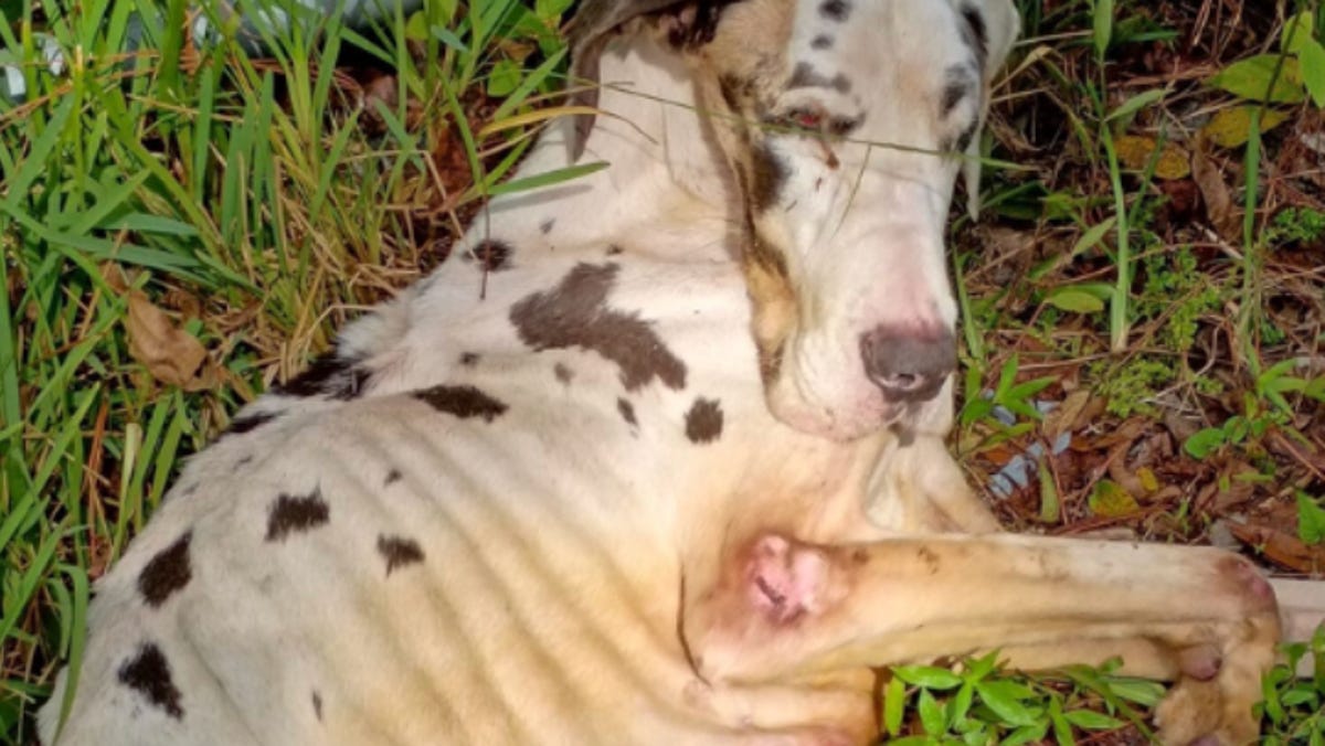 Great Dane left dying along Jacksonville road, Crime Stoppers reward