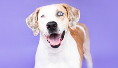 These cats and dogs are yearning to be adopted in Jacksonville area