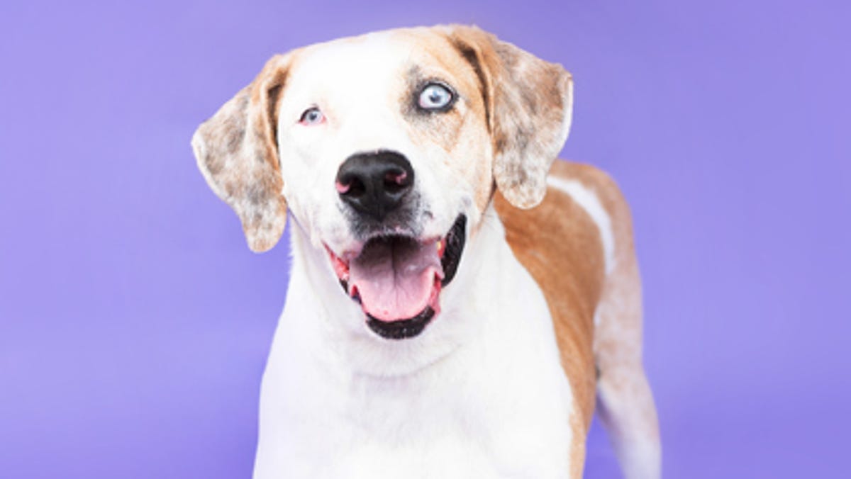 These cats and dogs are yearning to be adopted in Jacksonville area