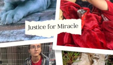 Crime Stoppers tip leads to arrest in death of abused Great Dane