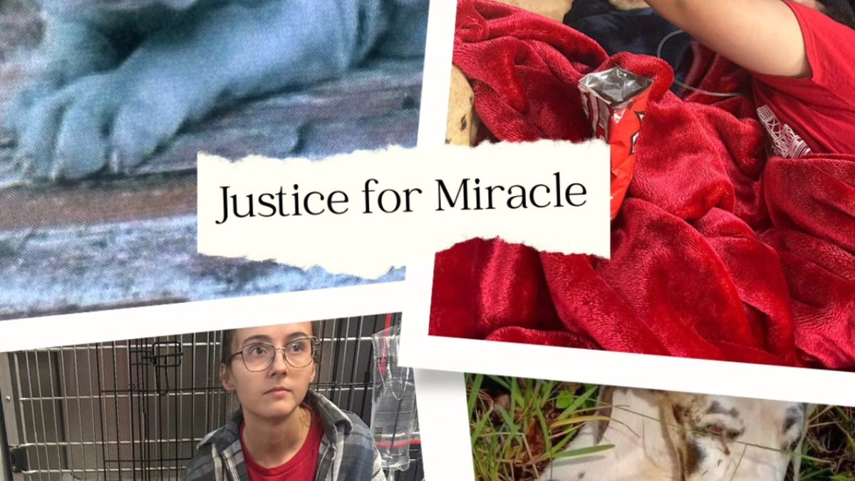 Crime Stoppers tip leads to arrest in death of abused Great Dane