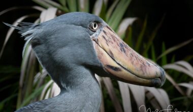 Video shows towering dinosaur-like shoebill bird. What's happening?