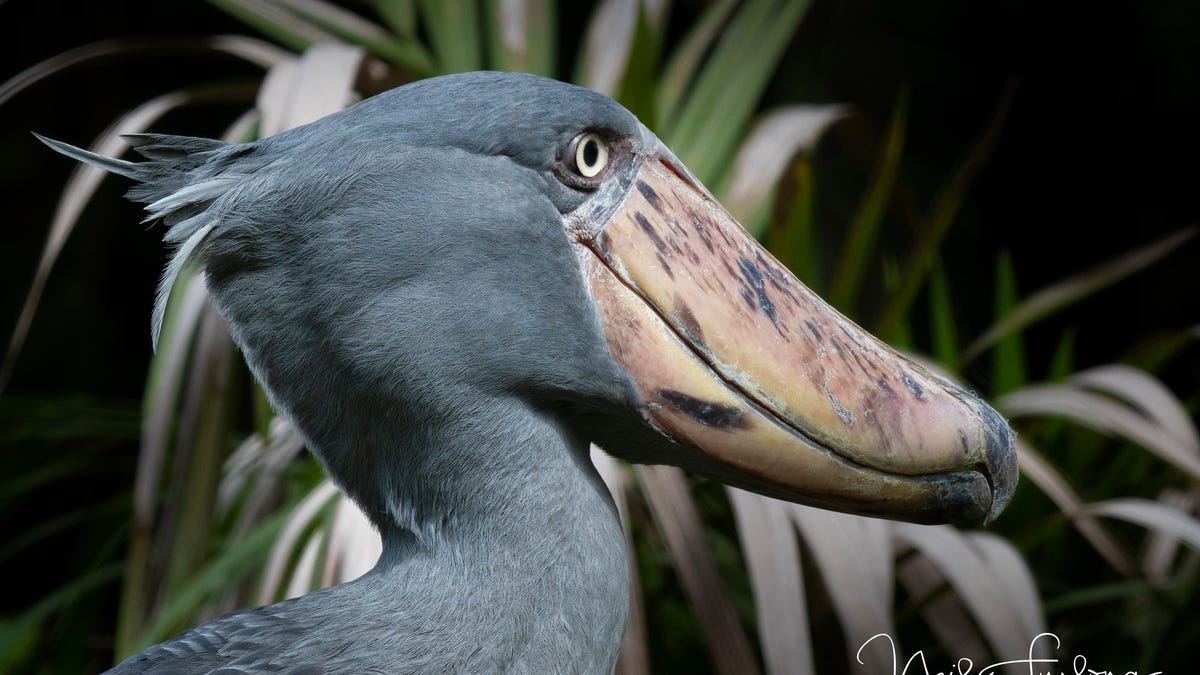 Video shows towering dinosaur-like shoebill bird. What's happening?